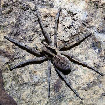 Image of Lycosa praegrandis C. L. Koch 1836