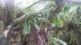 Image of Guam coelogyne