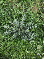 Image of Spear Thistle