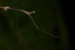 Ghilianella mirabilis McAtee & Malloch 1925 resmi