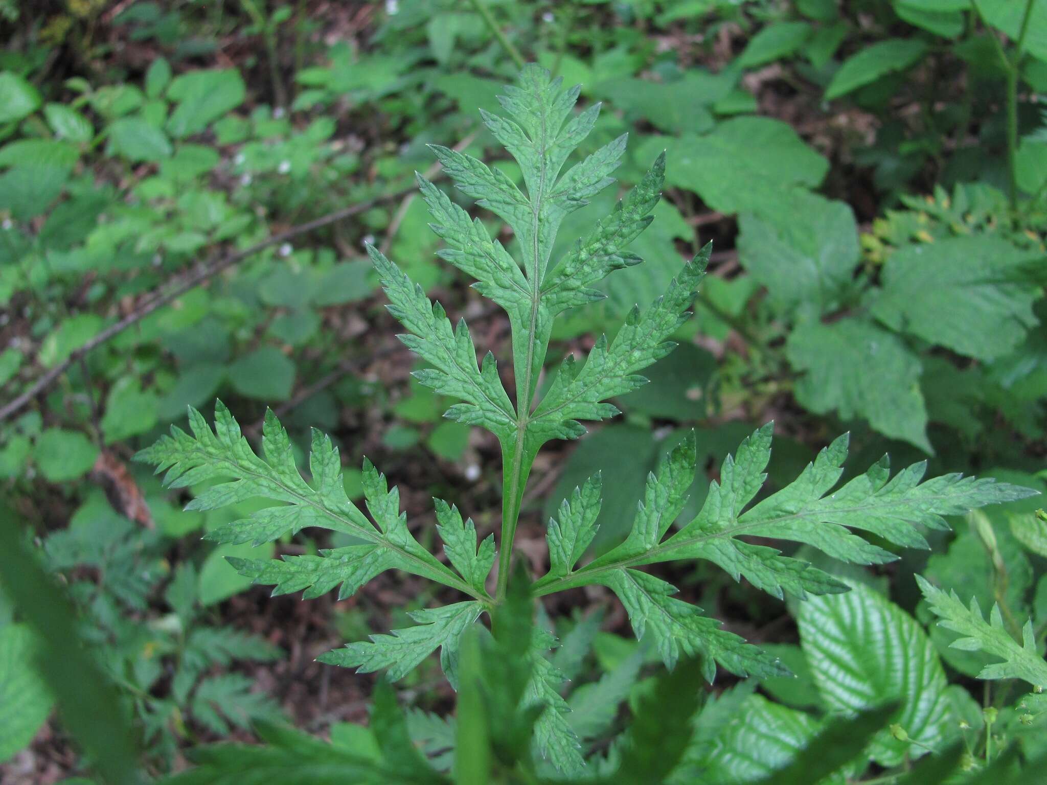 Image of Eleutherospermum cicutarium (M. Bieb.) Boiss.