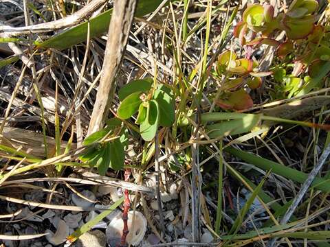 Image of Euphorbia psammogeton P. S. Green