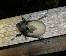 Image of Chalcosoma atlas keyboh Nagai 2004