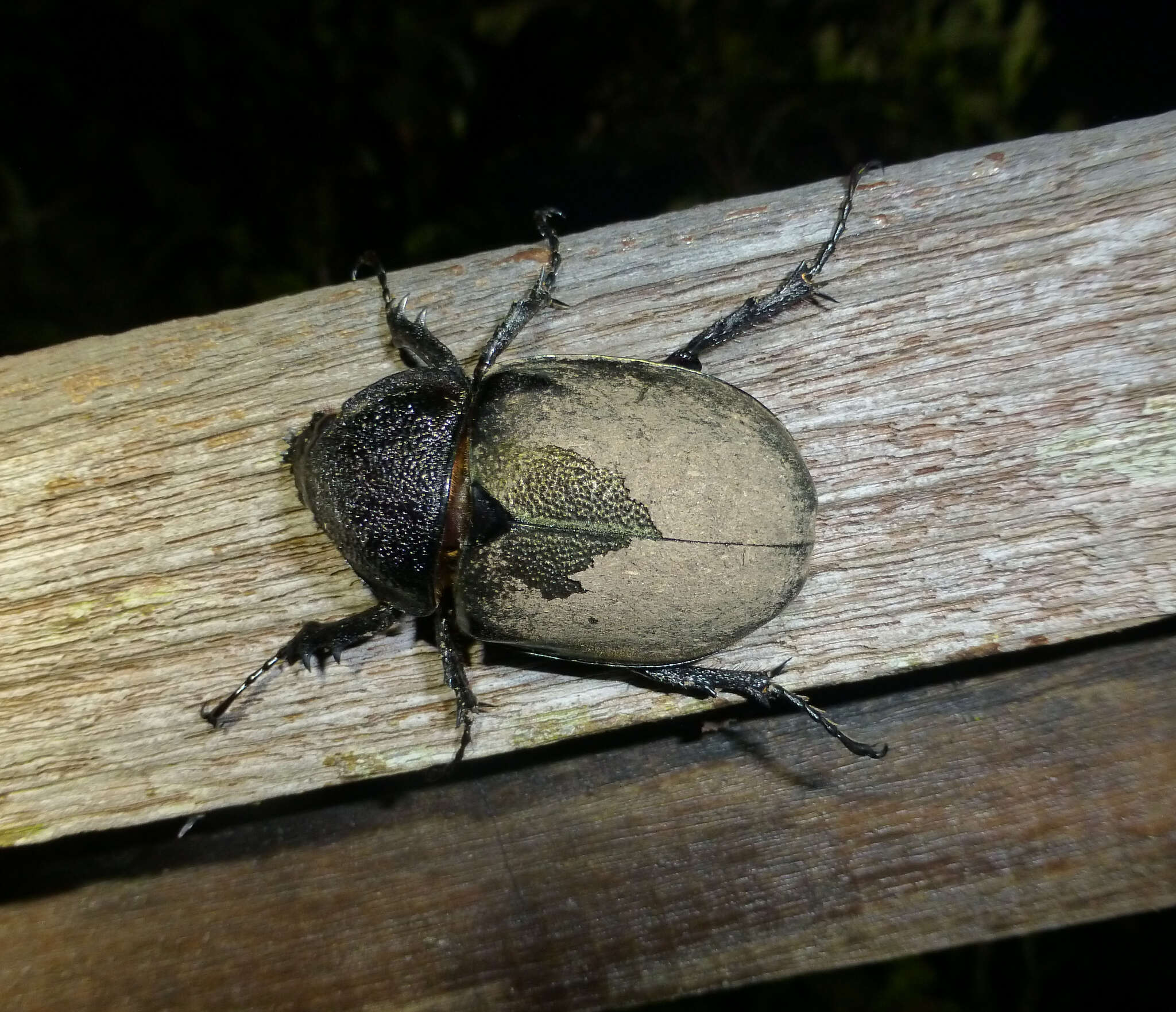 Image of Chalcosoma atlas keyboh Nagai 2004