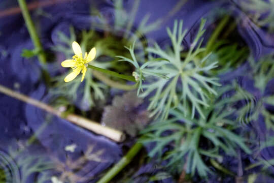 Image of Ranunculus inundatus R. Br. ex DC.