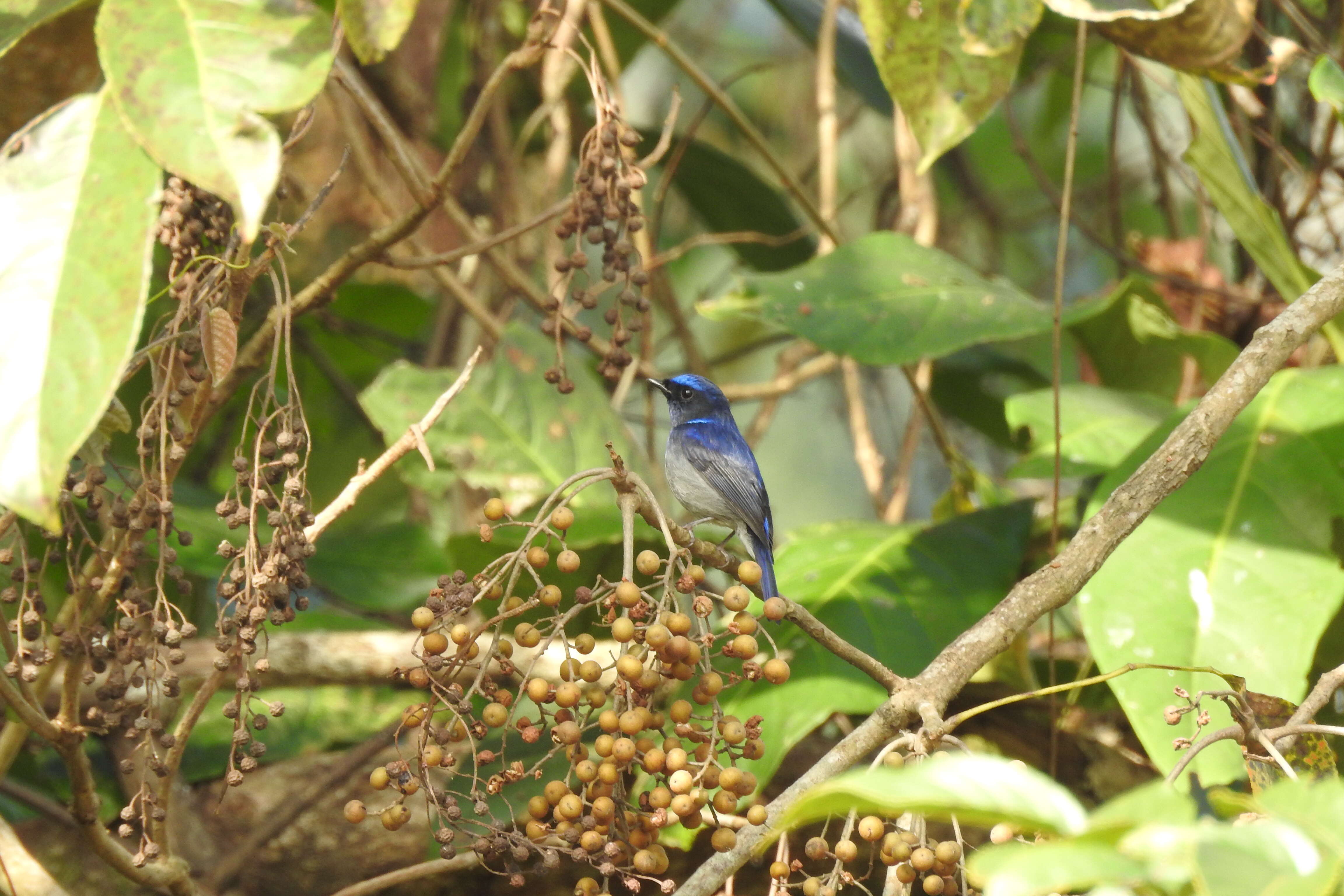 Image of Small Niltava