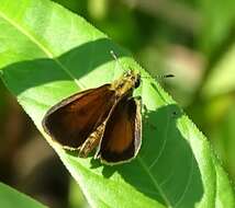 Image of Least Skipper