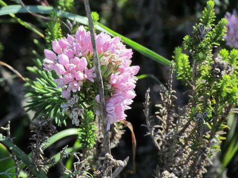 Image of Phylica gnidioides Eckl. & Zeyh.