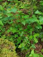 Image of prickly currant