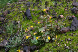 Image of Erythranthe nasuta (Greene) G. L. Nesom