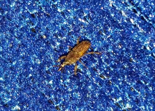 Image of Wheat weevil