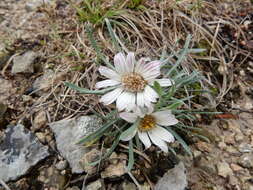 Image of Easter Daisy