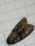 Image of Cryphia (Cryphia) fraudatricula (Hübner)