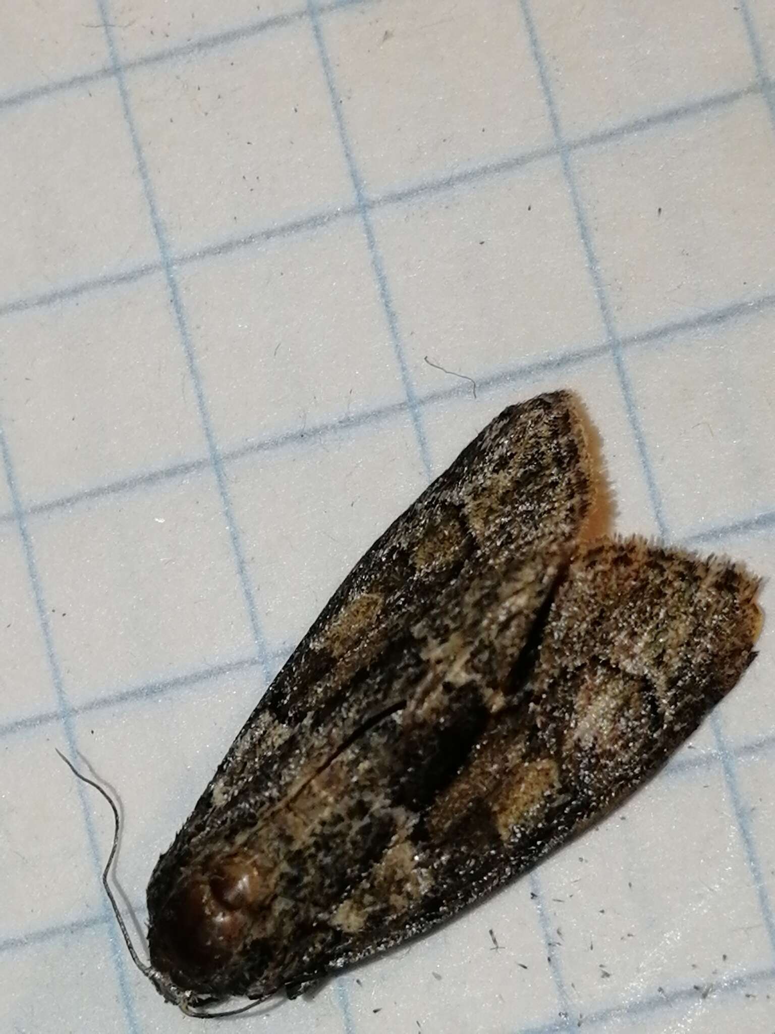 Image of Cryphia (Cryphia) fraudatricula (Hübner)