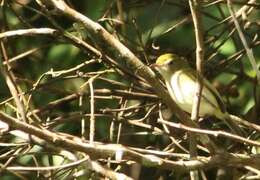 Hemitriccus nidipendulus (Wied-Neuwied 1831) resmi