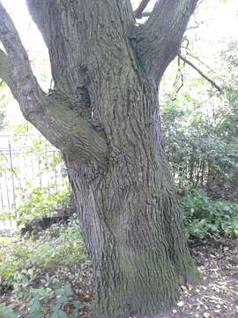 Image of Dutch elm