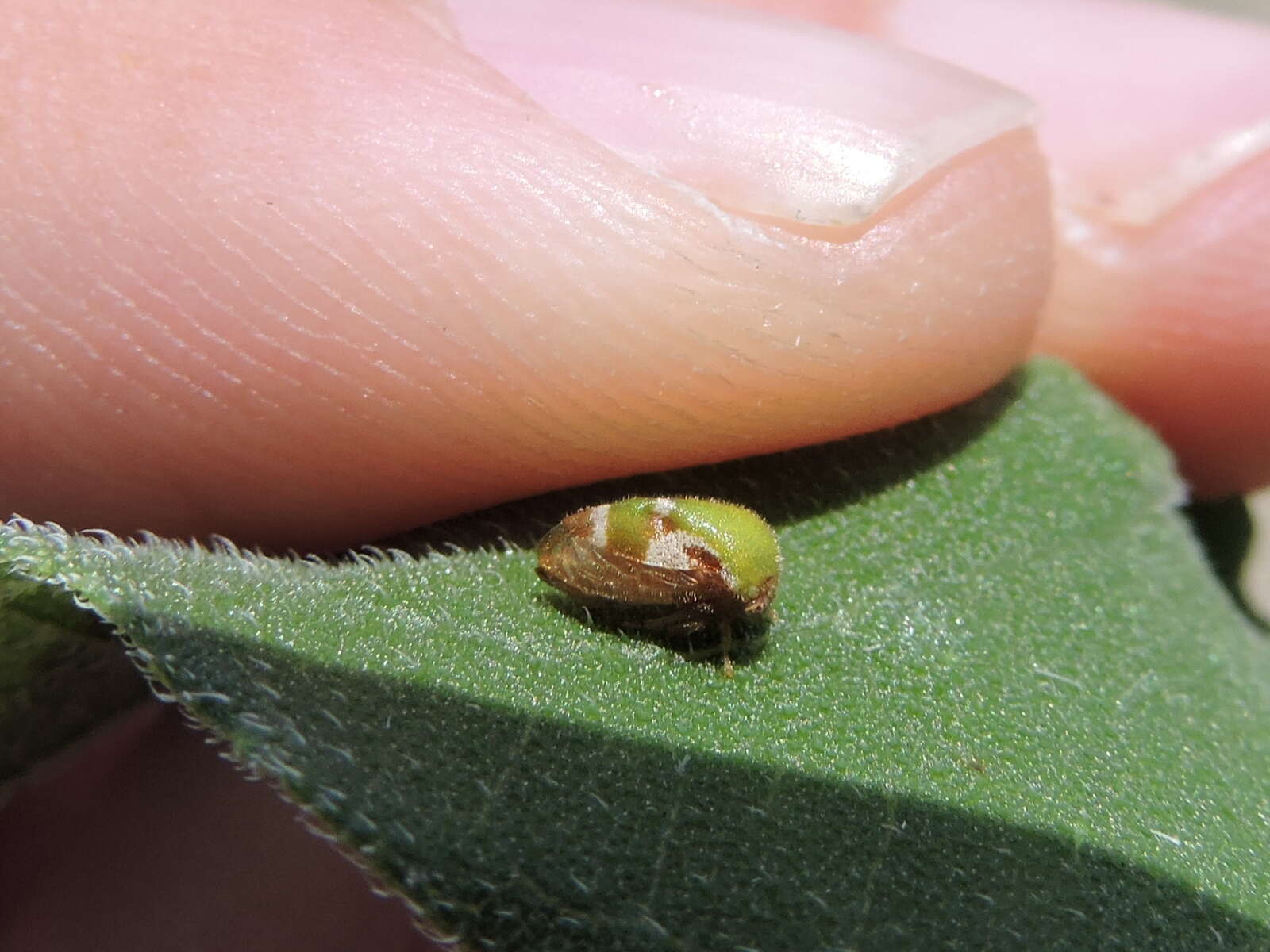 Image of Vanduzea laeta Goding