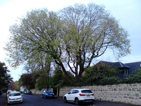 Image of Dutch elm