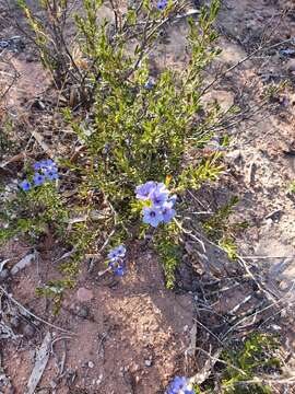 Image of Halgania cyanea Lindley