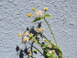 Image of Smooth peruvian daisy