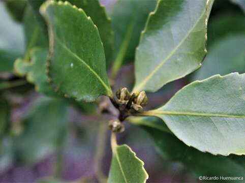 Sivun Laurelia sempervirens (Ruiz & Pav.) Tul. kuva