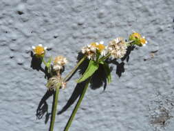 Galinsoga parviflora Cav. resmi