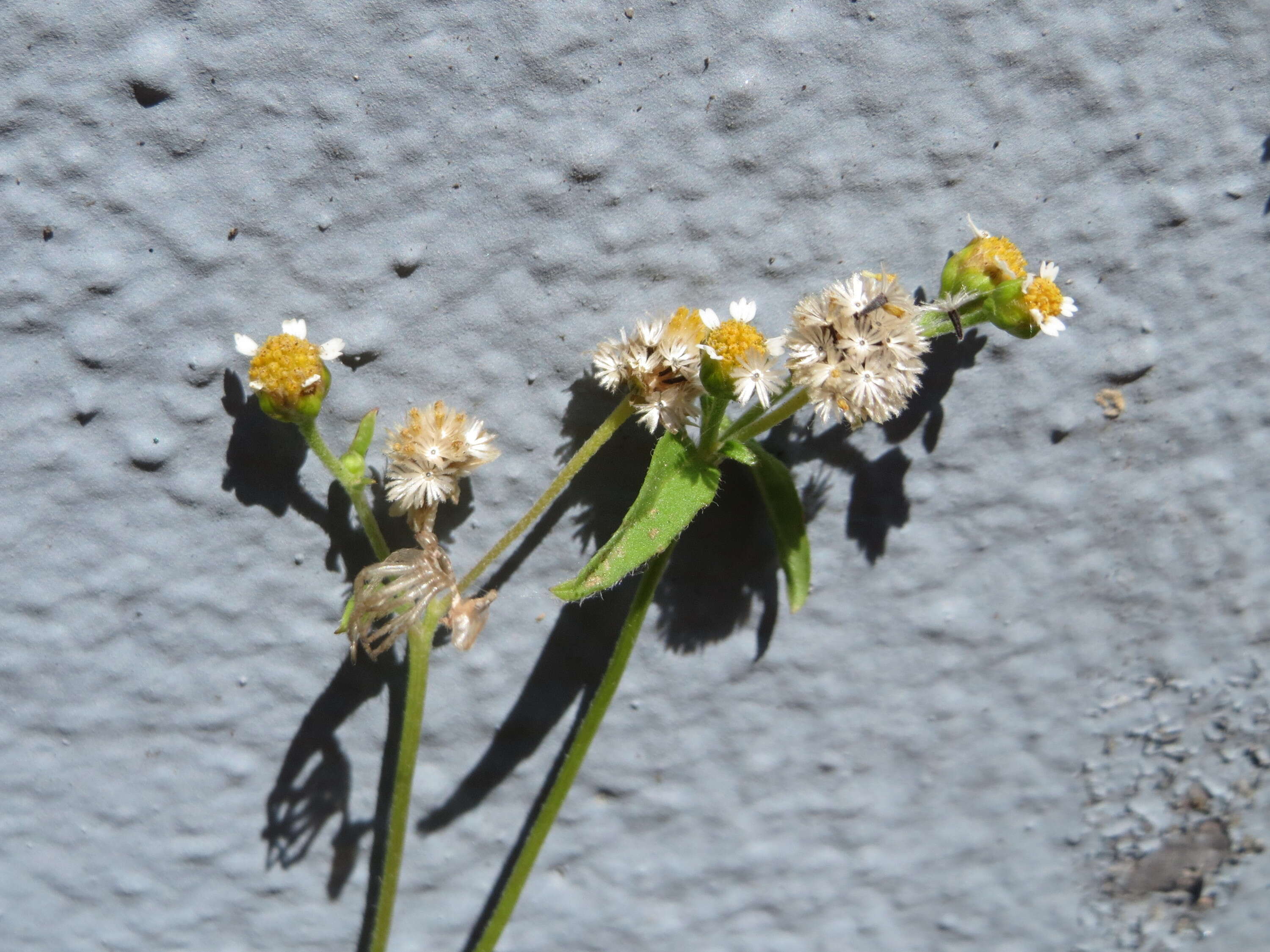 Image of Smooth peruvian daisy