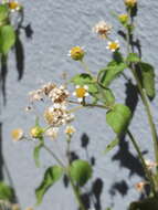 Image of Smooth peruvian daisy