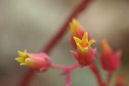 Image of Echeveria agavoides Lem.