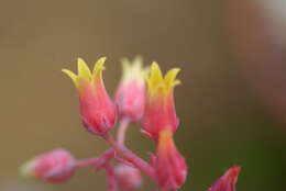 Image of Echeveria agavoides Lem.