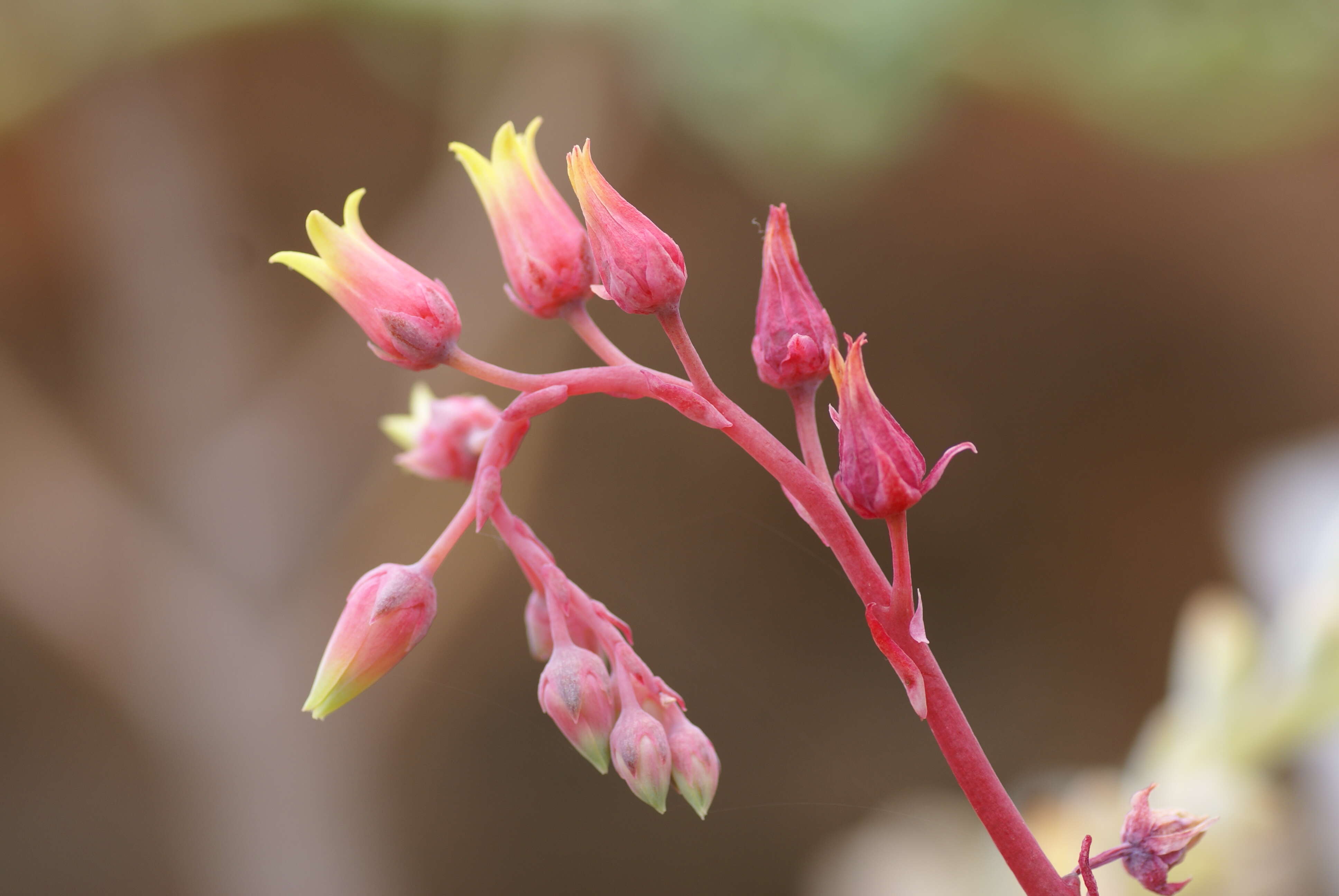 Image of Echeveria agavoides Lem.