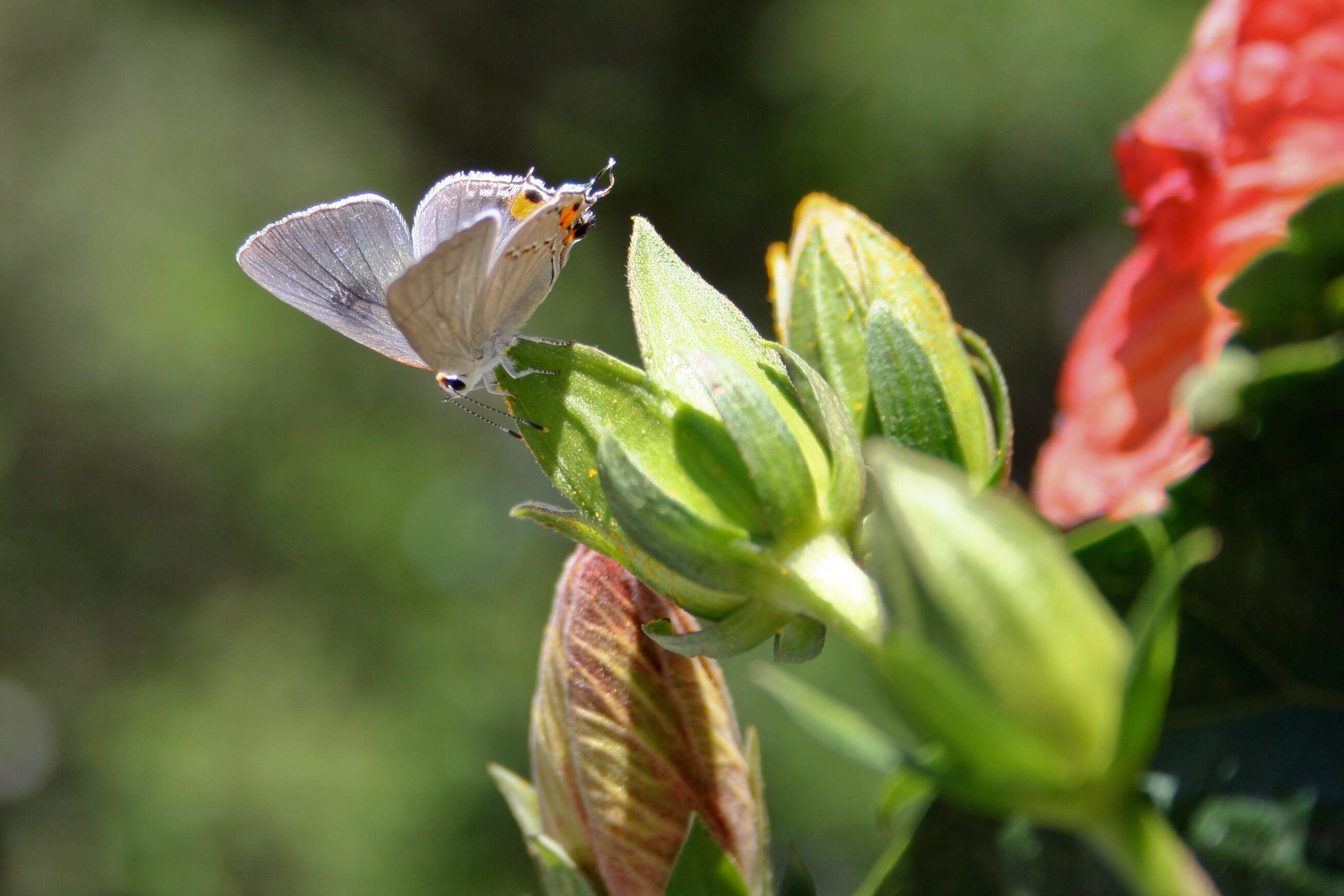 Image of Gray Hairstreak