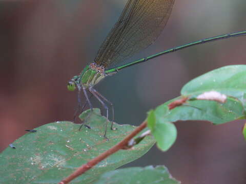 Image of Clear-winged forest glory