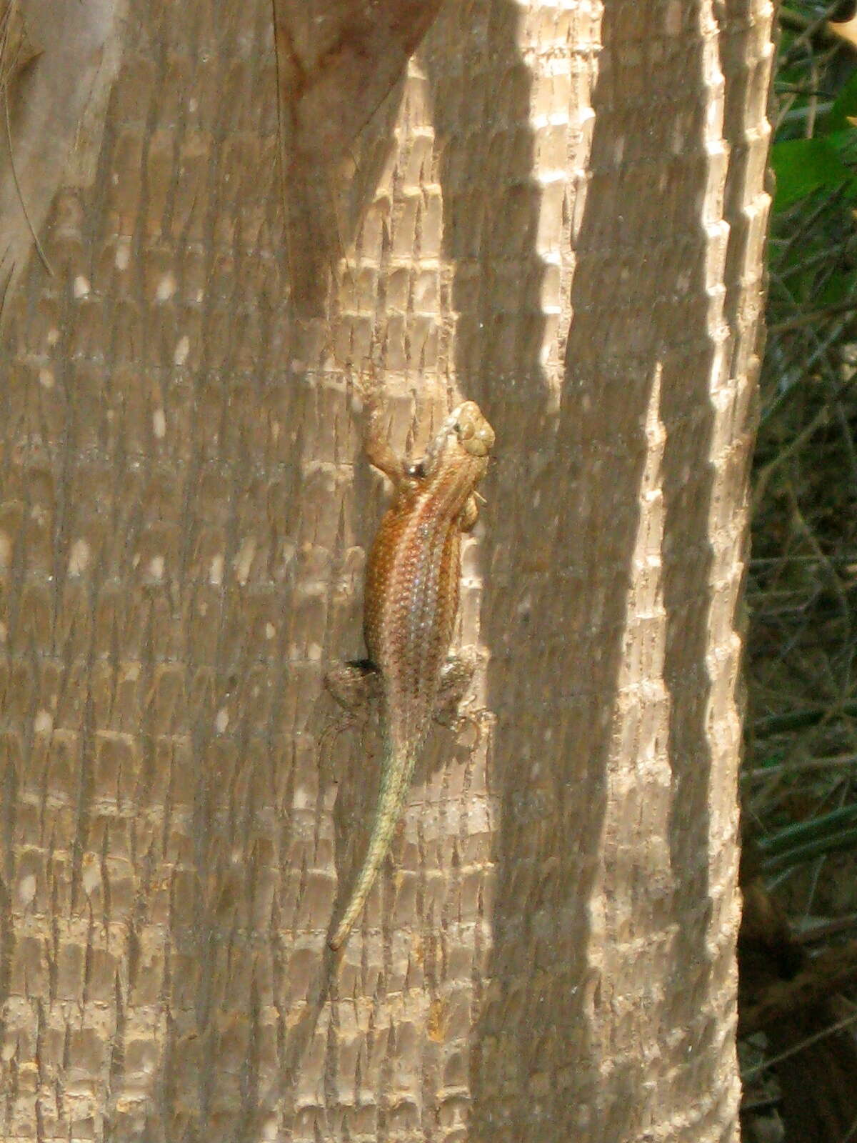 Plancia ëd Sceloporus licki Van Denburgh 1895