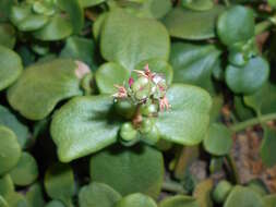 Image of Cape Province pygmyweed