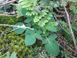 Image of Commerson's nightshade