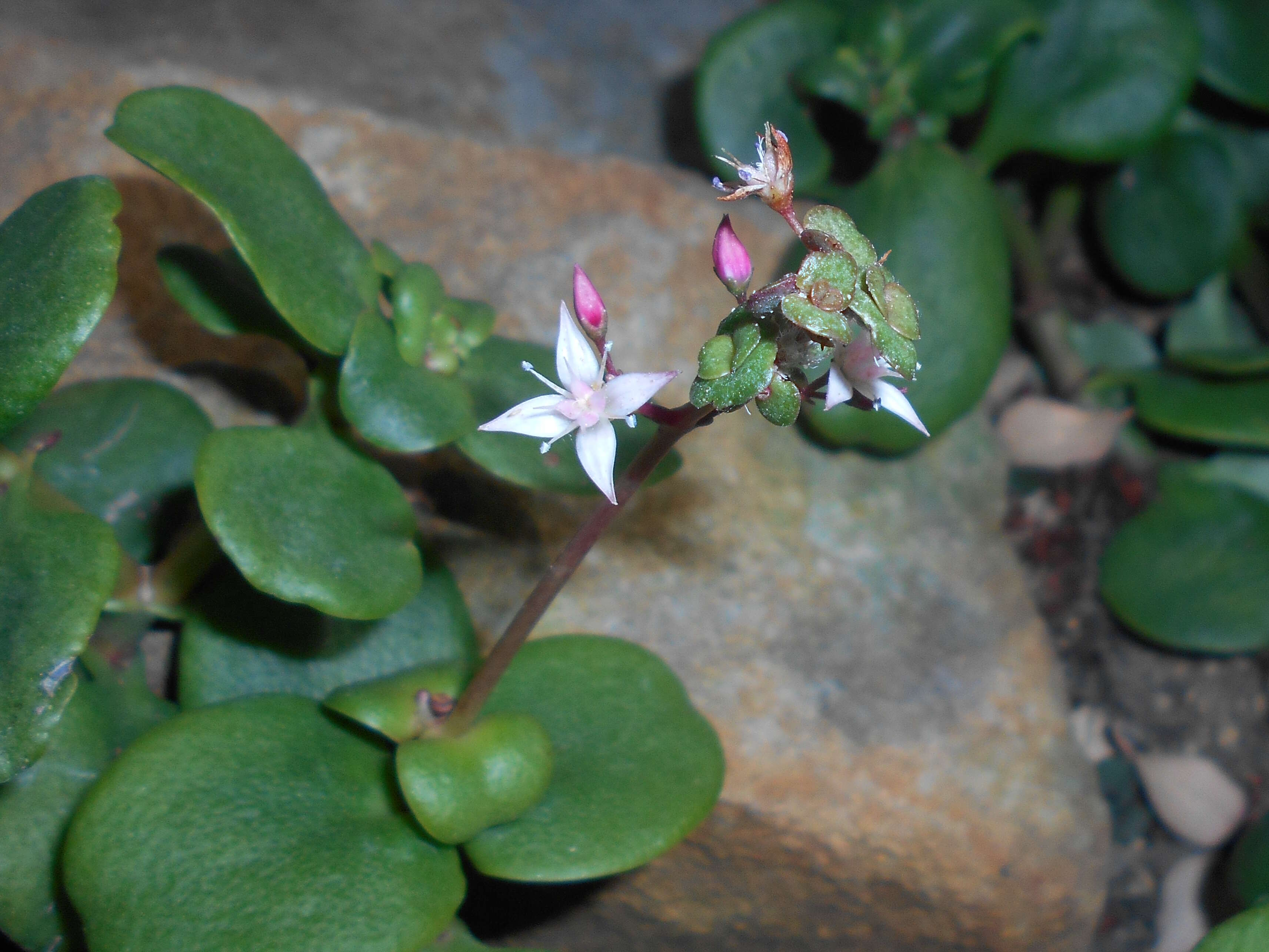 Image of Cape Province pygmyweed