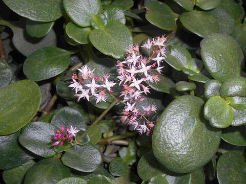 Image of Cape Province pygmyweed