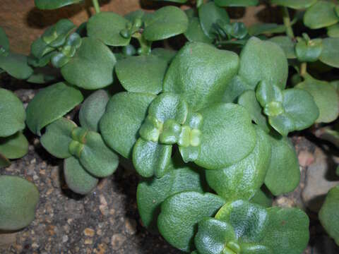 Image of Cape Province pygmyweed