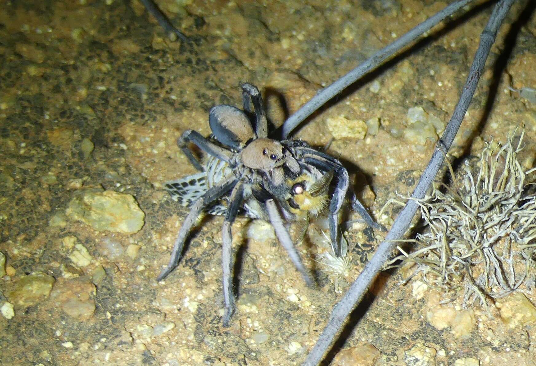 Imagem de Hoggicosa bicolor (Hogg 1906)