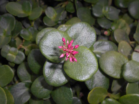 Image of Cape Province pygmyweed