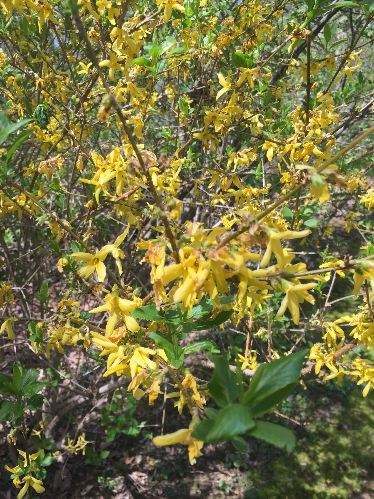 Image de Forsythia intermedia Zabel