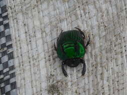 Image of Green Devil Beetle