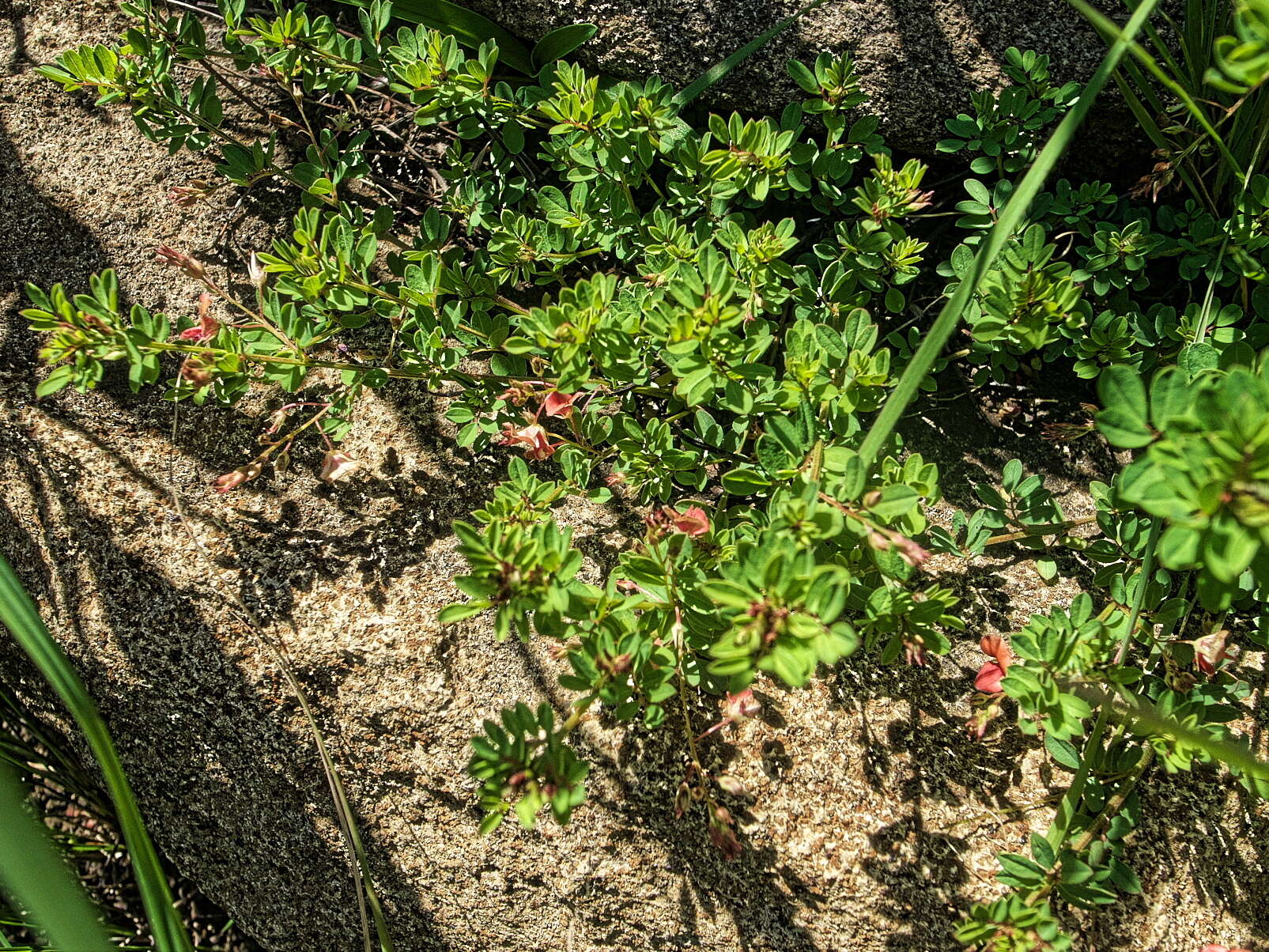 Слика од Indigofera woodii Bolus