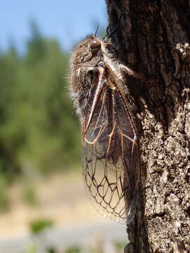 Image of Tettigades