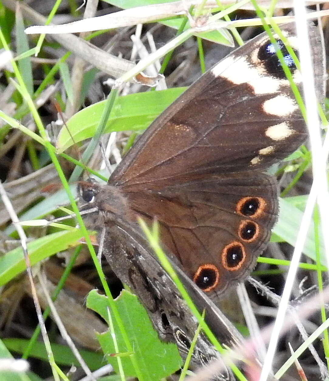 Sivun Dira clytus Linnaeus 1764 kuva