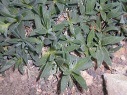 Image of Delosperma sutherlandii (Hook. fil.) N. E. Br.