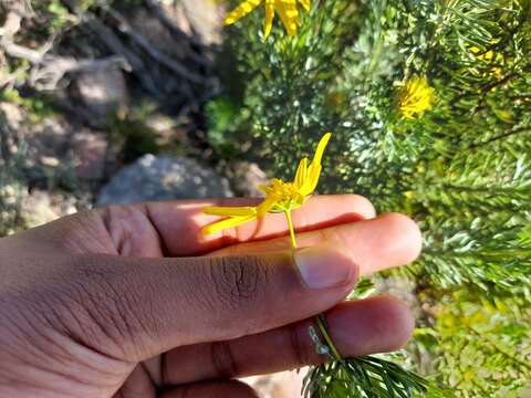 Imagem de Euryops euryopoides (DC.) B. Nordenst.