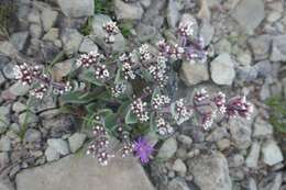 Image of Crassula natalensis Schönl.