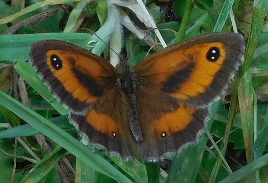 Image of hedge brown